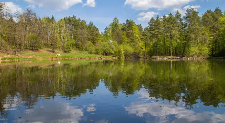 Zielony staw odbija drzewa i chmury. Cisza i spokój, jakby czas zatrzymał się w miejscu, a klucze do szczęścia tkwią w naturze.