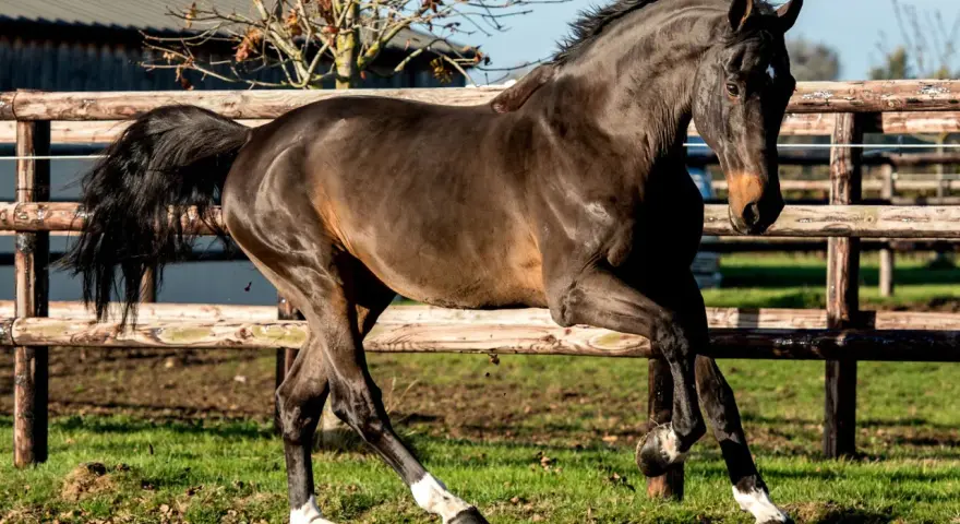 Un magnifique cheval noir, aux balzanes blanches, galope avec fougue près d'une clôture en bois. Il semble que ce kannan cheval soit prêt pour une course.