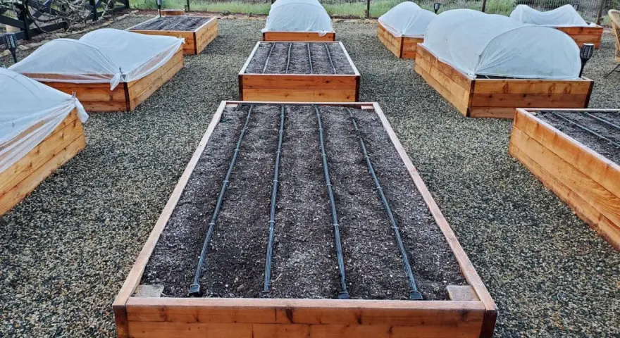 Raised garden beds are covered with white fabric, showing what to cover plants with for frost.