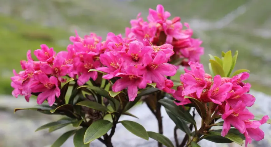 Piękne, różowe kwiaty rododendronów na tle górskiego krajobrazu. Idealny czas, kiedy przesadzać rododendrony, to wiosna lub jesień.