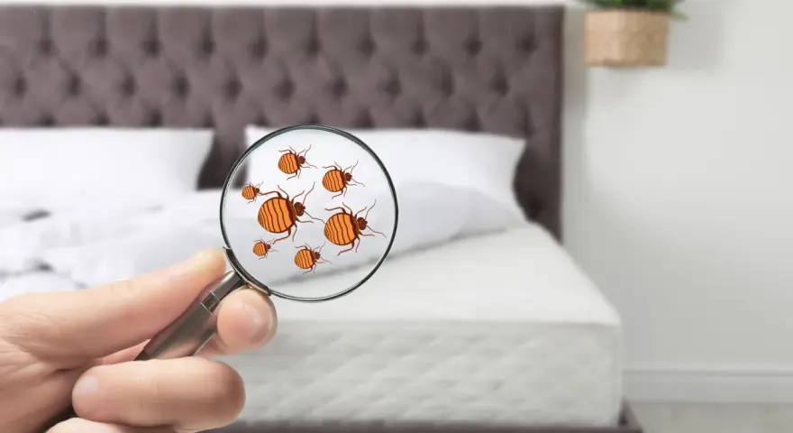 Lupa revela la presencia de un molesto chincha animal en la cama.
