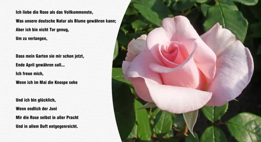 Eine zarte rosa Rose im Vordergrund, daneben ein Gedicht von Goethe.