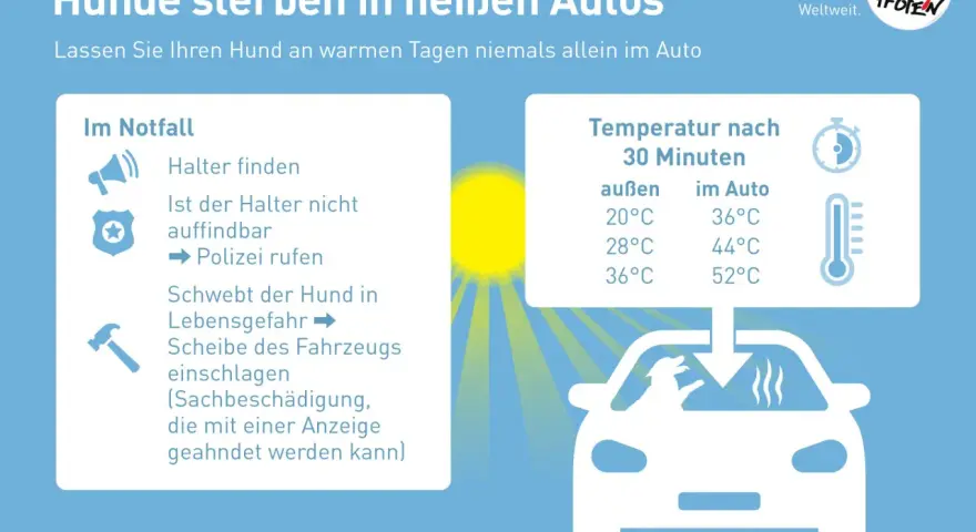 Hunde sterben in heißen Autos. Lassen Sie Ihren Hund niemals allein im Auto. Die Temperatur steigt schnell an und wird zur tödlichen Gefahr.