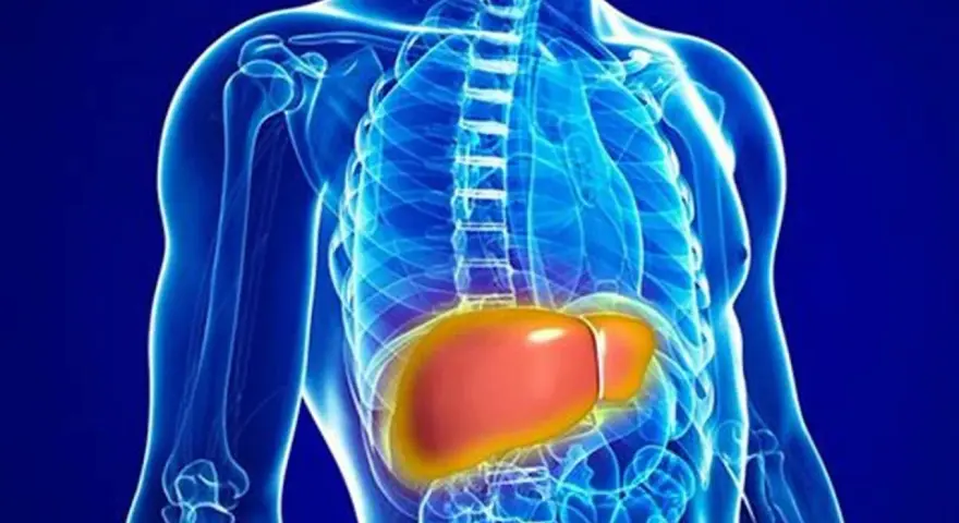Anatomia wątroby, kluczowego organu odpowiedzialnego za metabolizm, w tym za poziom bilirubiny całkowitej.