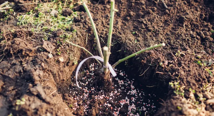 Ein junger Rosenstrauch wird in frisch umgegrabene Erde gepflanzt, umgeben von Düngerkörnchen.