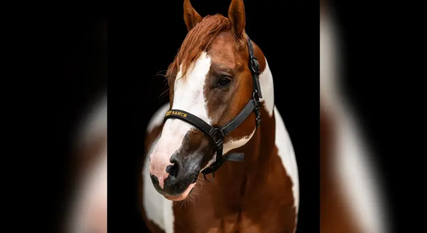 Magnifique étalon Paint Horse, robe alezan et blanc, portant un licol noir avec inscription dorée.