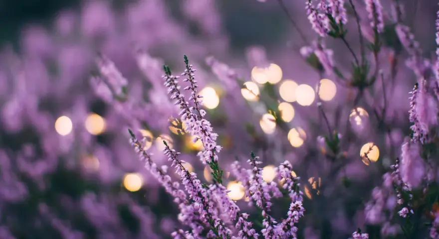 Flores de lavanda en flor con luces bokeh doradas. Consejos para el cuidado de la lavanda.