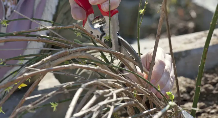 Hände mit Gartenschere beim Jasmin schneiden. Kleine grüne Triebe und braune Äste sind zu sehen.