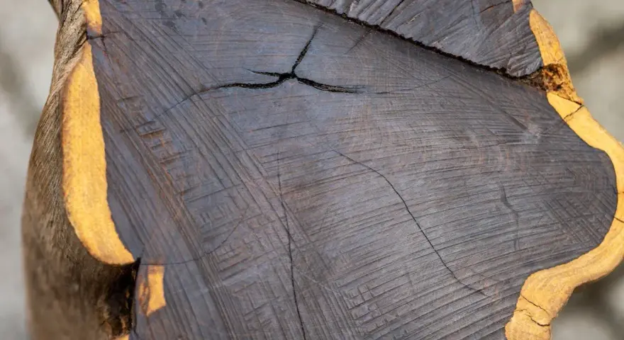 Sezione di legno scuro, quasi nero, con venature evidenti e una crepa centrale. Il bordo esterno è di colore giallo ocra. L'ebano, con il suo significato di preziosità e mistero, si rivela in questa texture.