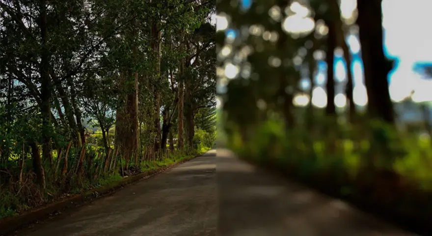 Strada alberata divisa: nitida a sinistra, sfocata a destra, come vedono i miopi.