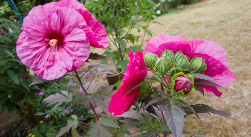 Piękne, różowe kwiaty hibiskusa bagiennego w pełni rozkwitu i pąki gotowe do otwarcia. Uprawa tej rośliny w ogrodzie to prawdziwa ozdoba.