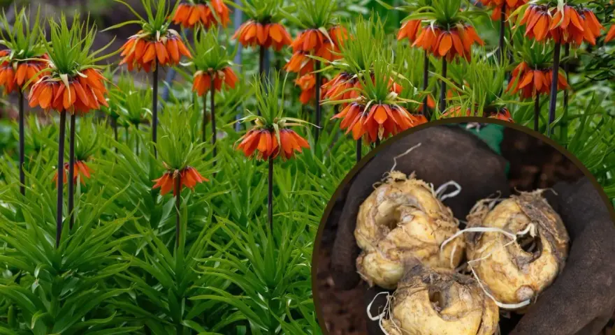 Pomarańczowe kwiaty cesarska korona sadzenie bokiem. W okręgu cebulki przygotowane do sadzenia.