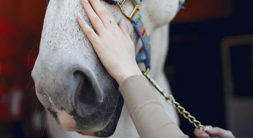 Main d'une personne caressant le museau d'un cheval gris, prêt pour le vermifuge cheval printemps.