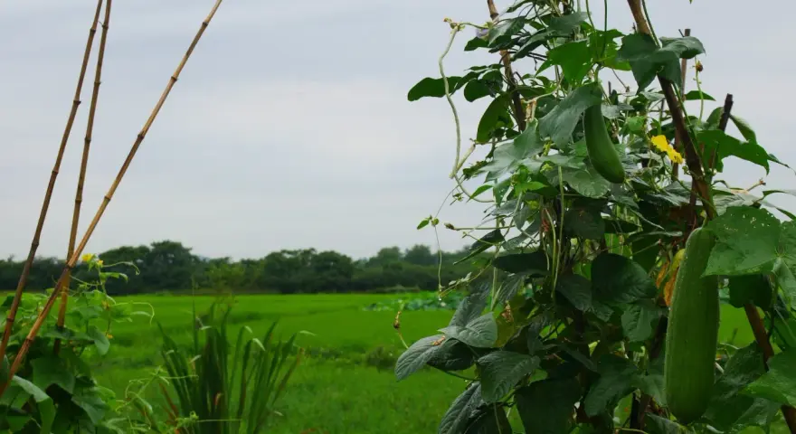 Una luffa pianta cresce rigogliosa su un supporto di bambù, con un campo verde sullo sfondo.