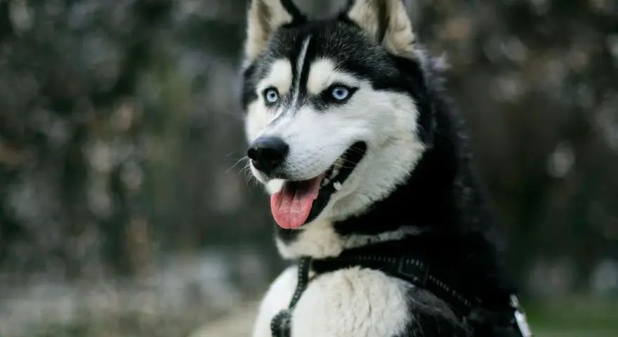 Piękny husky z niebieskimi oczami, z językiem na wierzchu. Czy husky jest agresywny? Ten pies wygląda na przyjaznego.