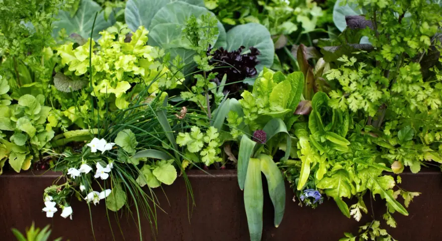 A lush garden bed overflowing with vibrant greens, including lettuce, cabbage, and cilantro companion plants, with delicate white flowers blooming.