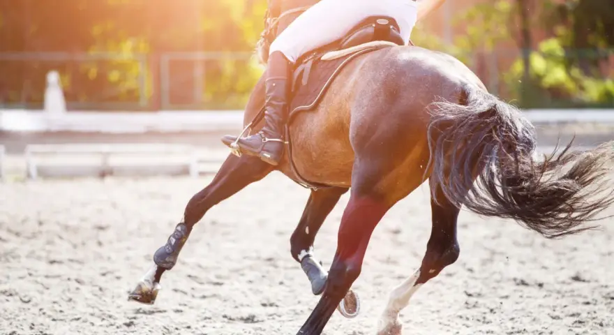 Vue arrière d'un cheval au galop, montrant son anatomie postérieure. Le cavalier est en selle, le soleil brille.