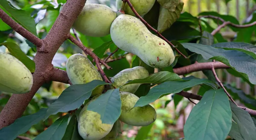 Pawpaw trees grow in the eastern United States, bearing clusters of oblong, green fruits on their branches.