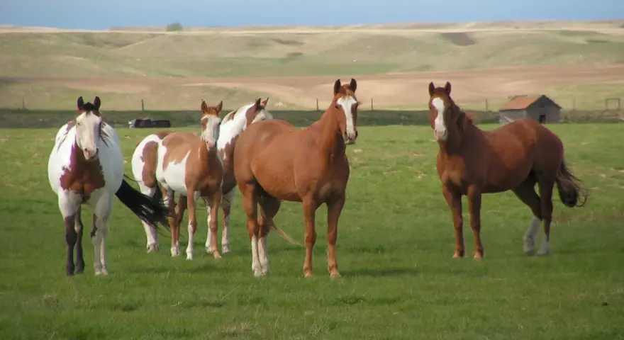 Cinq chevaux, dont un pie, paissent dans un **pâturage tournant** verdoyant sous un ciel clair. Au loin, des collines ondulantes et une vieille grange.