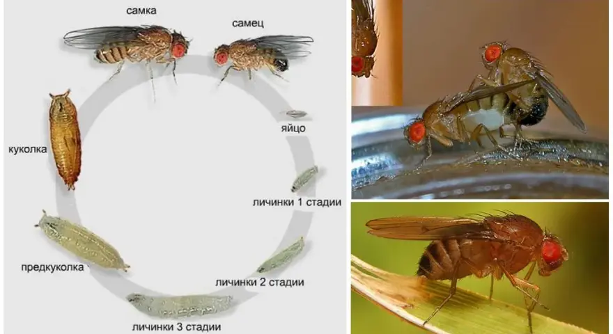 Jak się rozmnażają muchy? Zaskakujące fakty o ich cyklu życia