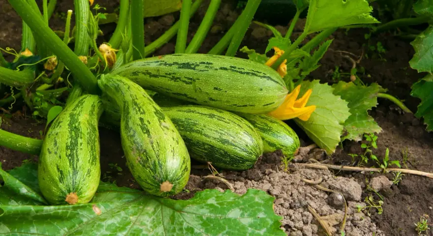 Zucchine striate pronte per la raccolta, un segno che la semina è andata a buon fine.