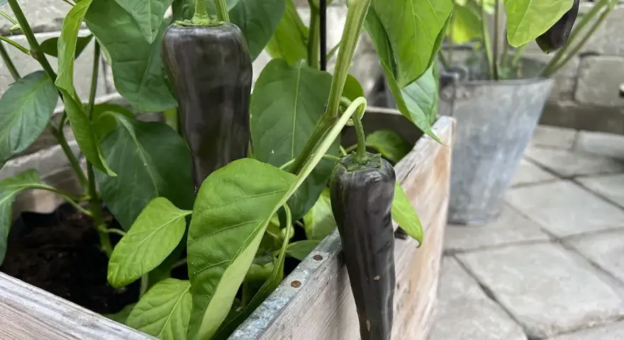 Mörka paprikor växer i en trälåda, ett bevis på att det går att odla paprika inomhus.