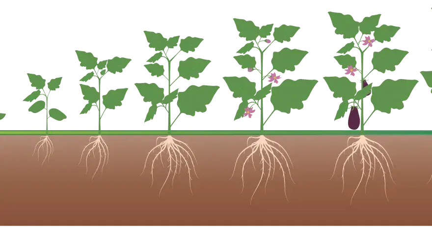 Fasi di crescita di una melanzana, dalla germinazione alla maturazione, con radici sviluppate. Un ottimo concime per melanzane favorisce questo processo.