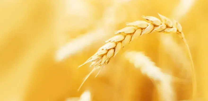 Spiga di grano dorata, materia prima per pellet di paglia per stufe, simbolo di calore naturale.