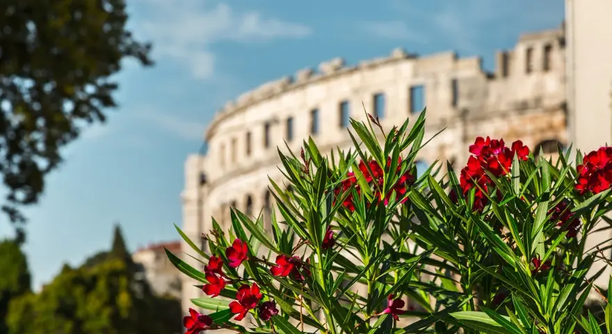 Kwiaty oleandra na pierwszym planie, w tle antyczny amfiteatr w Puli. Miasto Pula zachwyca historią i pięknem.
