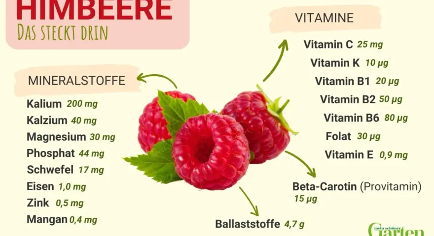 Himbeeren sind gesund! Sie enthalten viele Vitamine wie C, B1, B2, B6, Folat, E und Beta-Carotin, sowie Mineralstoffe und Ballaststoffe.