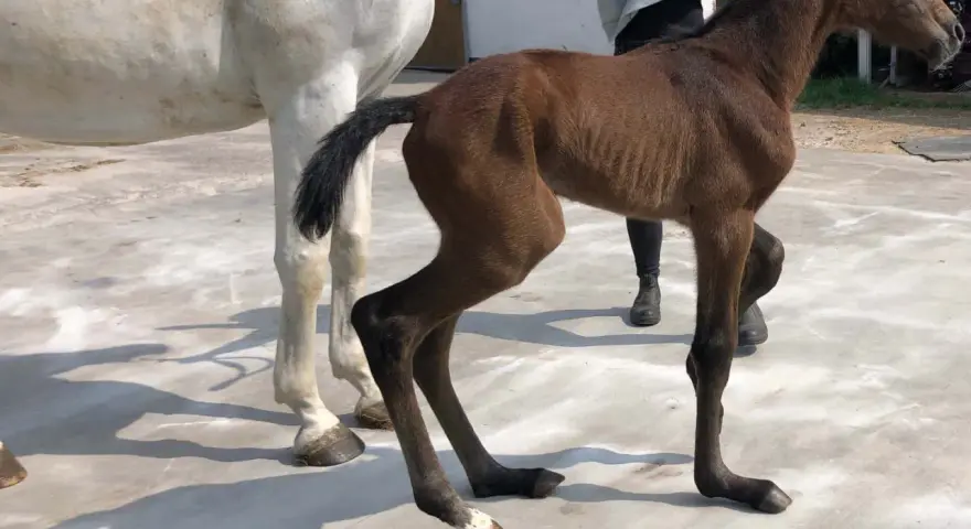 Un poulain brun, tout juste né, se tient maladroitement sur ses longues pattes. Son pied avant gauche semble légèrement déformé, un détail qui ne l'empêche pas de découvrir le monde.