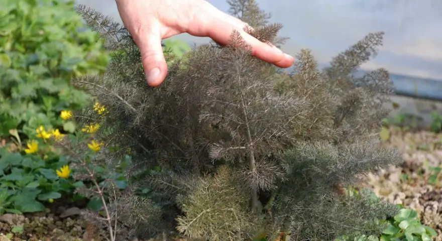 Hand streicht über bronzefenchel, dessen feine Blätter sich für kulinarische Zwecke eignen. Gelbe Blüten im Hintergrund.