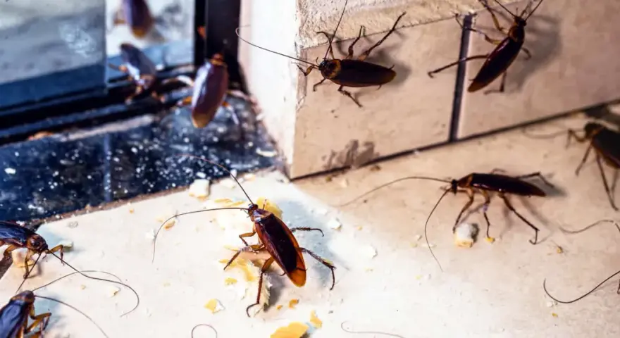 Varias cucarachas merodean en un rincón, un vistazo a como se reproducen las cucarachas y su rápida proliferación.