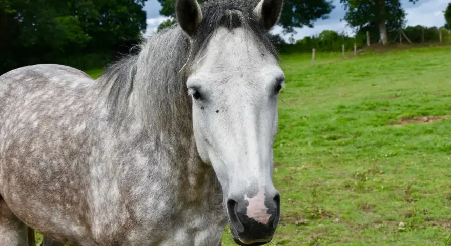 Un magnifique cheval Connemara, de taille moyenne, au pelage gris moucheté, se tient dans un pré verdoyant.