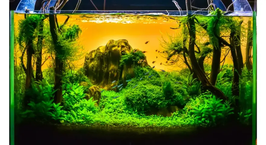 Un paysage aquatique luxuriant, une idée déco parfaite pour un aquarium vide. Des poissons bleus nagent dans une jungle verdoyante.