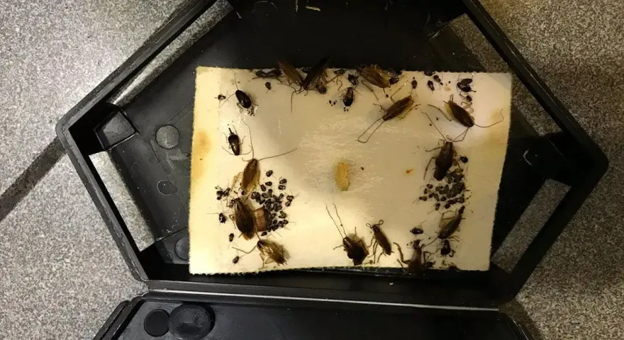 Trampa para cucarachas con varias capturadas, incluyendo una cría de cucaracha.