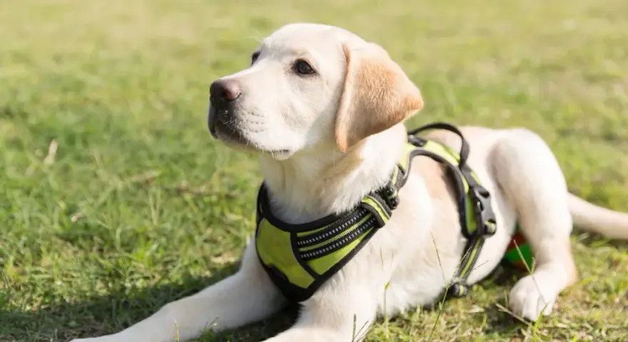 Obroża czy szelki dla labradora - co wybrać dla bezpieczeństwa psa?