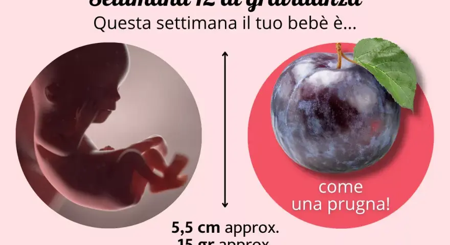 Il tuo bebè, a 12 settimana di gravidanza, è grande come una prugna, lungo circa 5,5 cm e pesa 15 grammi.