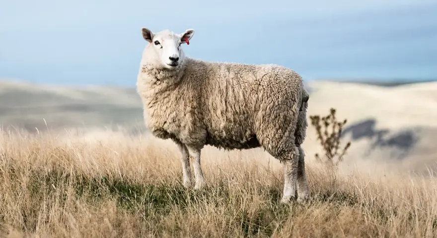 Une brebis à la toison épaisse se tient dans un champ d'herbes sèches. Sa laine merinos, c'est quoi ? Une fibre douce et chaude, idéale pour les vêtements.