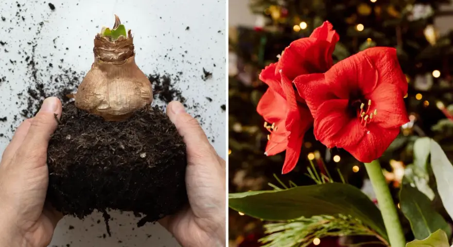 Amaryllislök i jord, redo att planteras. Bredvid en vacker röd amaryllisblomma, som visar hur vattnar man amaryllis för att få den att blomstra.