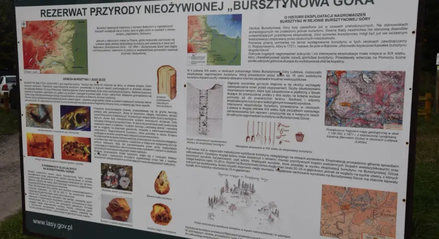 Rezerwat przyrody "Bursztynowa Góra" to miejsce, gdzie można podziwiać ślady dawnej eksploatacji bursztynu.