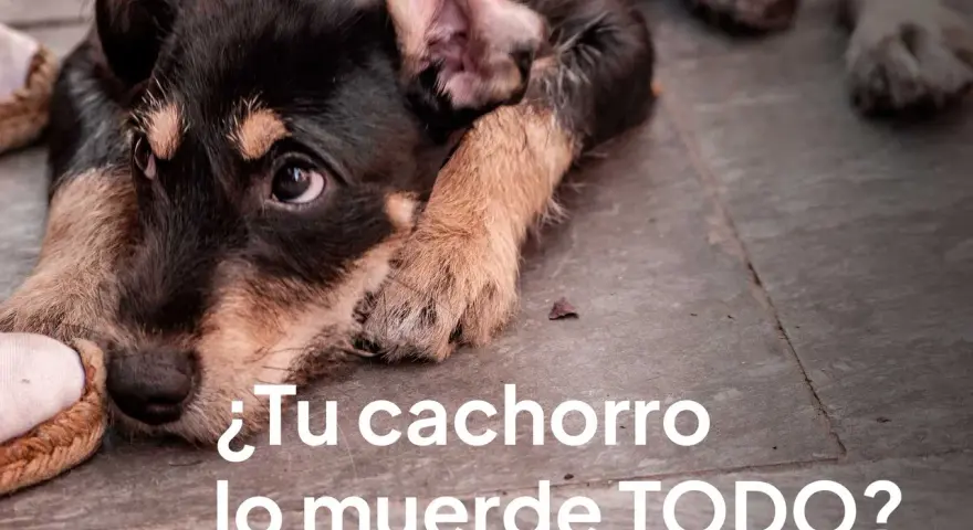 Un cachorro con mirada triste muerde un zapato. ¿Tu cachorro lo muerde todo y es muy inquieto?