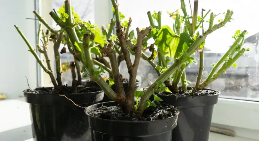 Pelargonie po zimie, gotowe do rozmnażania. Młode listki pojawiają się na przyciętych pędach, zapowiadając nowy sezon.