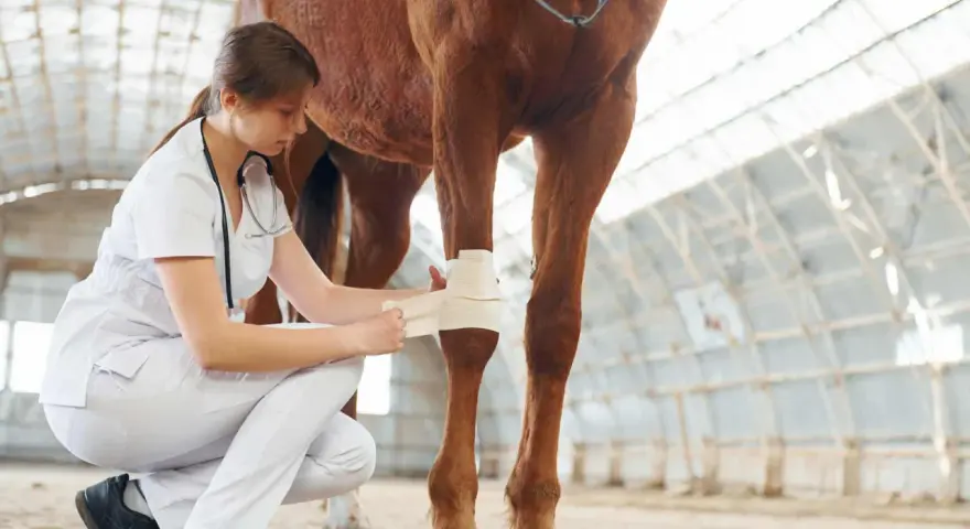 Vétérinaire soignant une plaie sur la jambe d'un cheval avec un bandage.