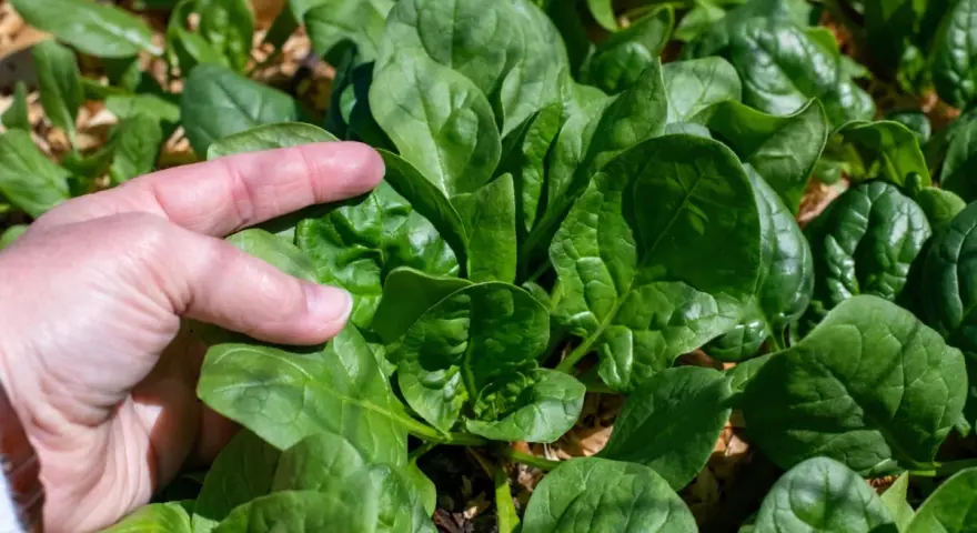A hand gently touches lush, green spinach leaves, showcasing the success of how to grow spinach from seed.