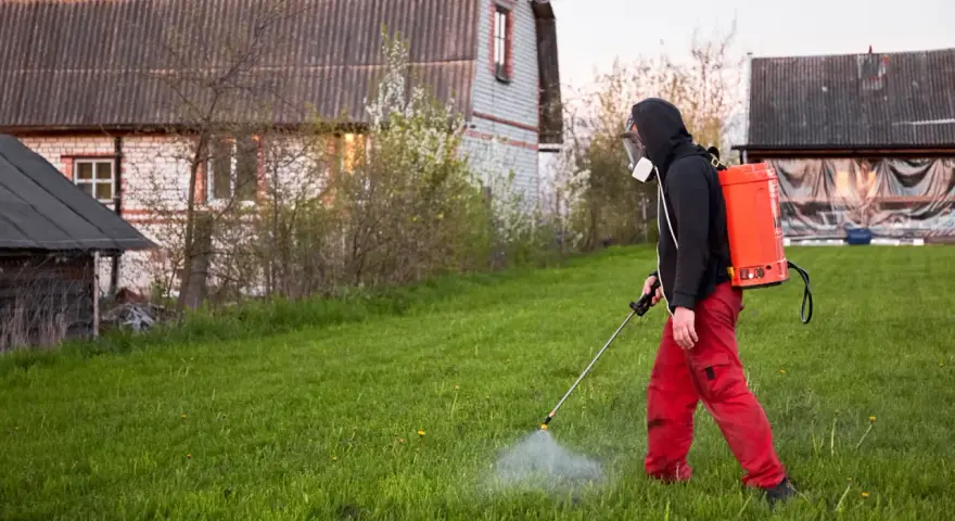 Mężczyzna w masce i czerwonych spodniach opryskuje trawnik, dbając o to, kiedy opryskiwać chwasty na trawniku, by uzyskać najlepsze efekty.
