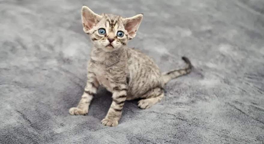 Jak oddać kota rasy Devon Rex i znaleźć nowy dom dla niego