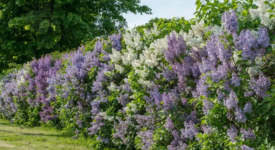 En lång häck av uppstammad syren i lila och vita nyanser blommar frodigt mot en grönskande bakgrund.