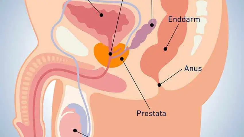 Medikamente Prostata: Effektive Lösungen zur Linderung von BPH-Beschwerden