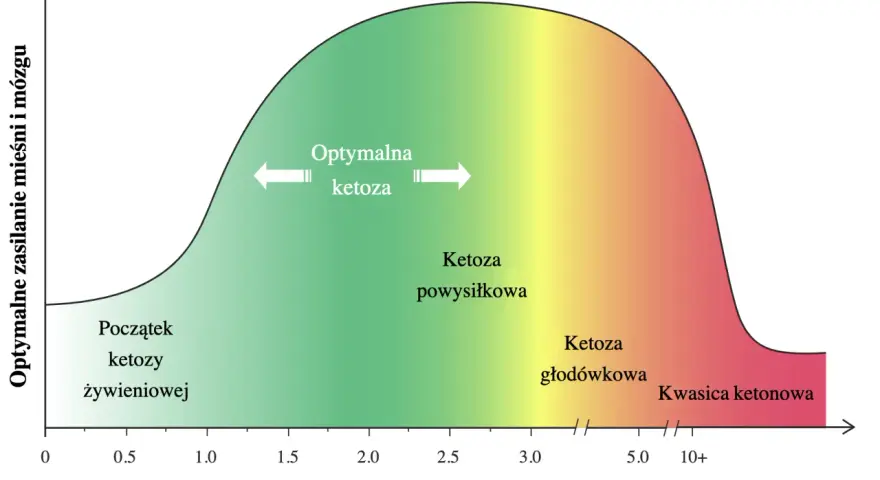 Wykres pokazuje optymalne zasilanie mózgu i mięśni w zależności od poziomu ketonów we krwi. Kwasica ketonowa występuje przy wysokim stężeniu ketonów.